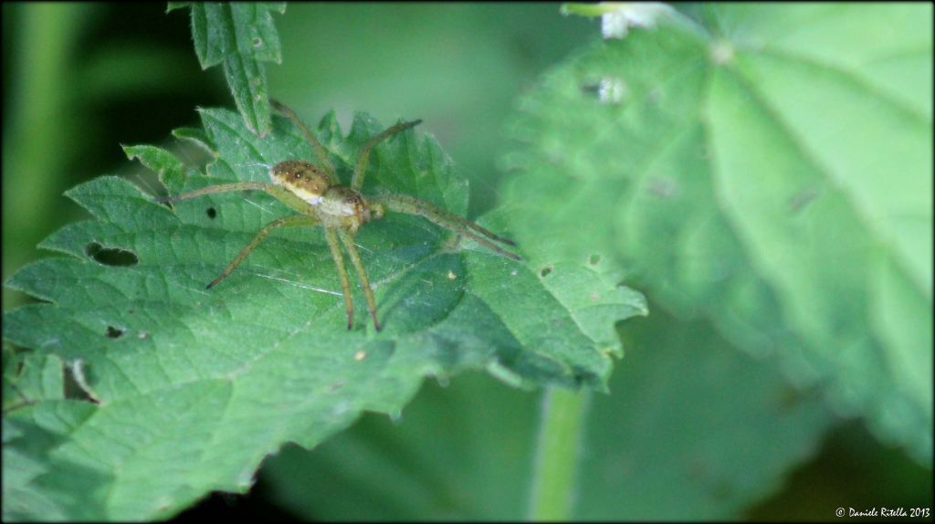 Pisauridae: Dolomedes sp. - Venafro (IS)